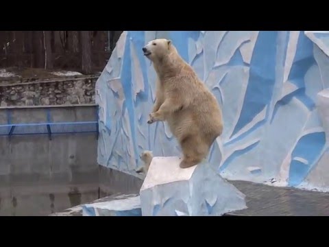 Герда обучает медвежонка актёрскому мастерству. 10.04.2016