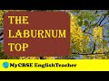 The Laburnum Top Poem class 11