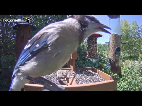 Common Grackle vs Blue Jay       13 31  Video 2019 07 13 133716