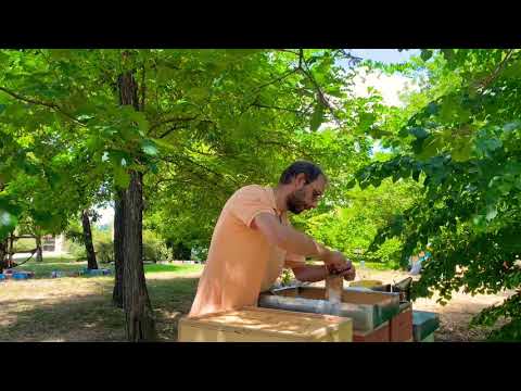 Programma di selezione buckfast Tenuta Ritiro- Buckfast Selection program Tenuta Ritiro