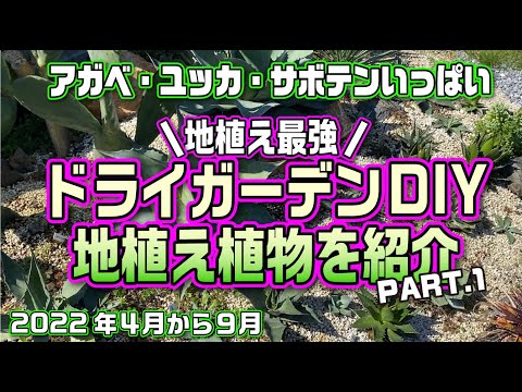 屋外サボテン ドライ ガーデン用完全地面グラフィック植物 Myrtillocactus geometrizans