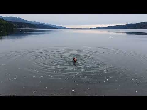 Wild Swim Hood Canal