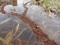 Floating fire ant bridge 