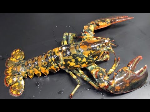 8 Rarest Lobster Colors in the World