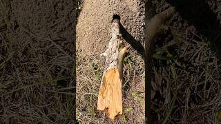 Download lagu Uncovering a Massive Fire Ants' Mound - Shocking Discovery! #nature #wildlife #fireants #ants mp3