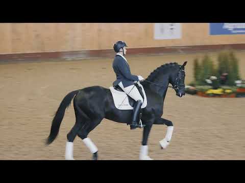 Franzé 1468 Gränsbo Hingstvisning 2022