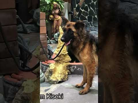 Helma  #germanshepherd                     #GsdBangkok                          #KisekiKennel
