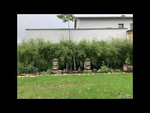 Fargesia Bamboo growth since 2019