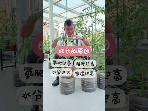 The Ultimate Guide to Tomato Planting: Should You Uproot for Success