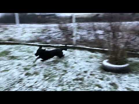 Namira i Banjo ❄️