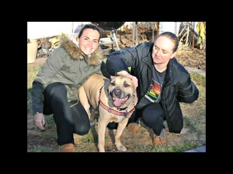 BARNEY, an adopted Bullmastiff & Anatolian Shepherd Mix in Linden, NJ_image-1