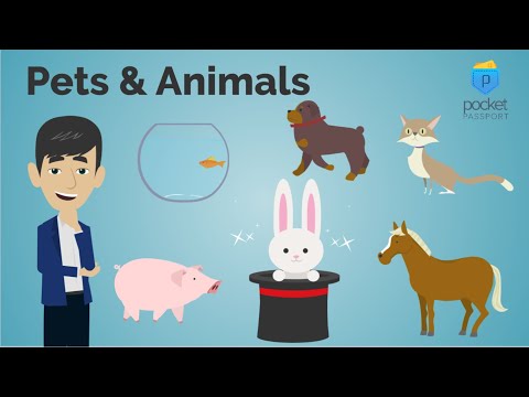 Pets and Animals Around the World