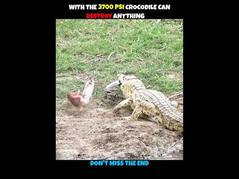 When Crocodile Bite Honey Badger #viralshorts #shorts #animalshorts #ytshorts #wildlife #animal