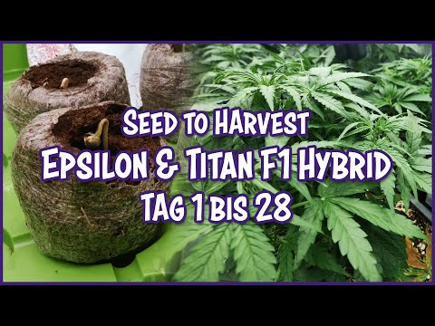 Epsilon & Titan F1 Hybrid (Autoflower) 🌱 Vom Samen bis zur Ernte – Tag 1 - 28 – Seed to Harvest Grow