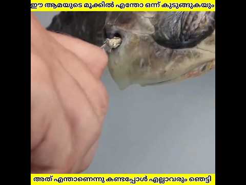 ഈ കടലമയുടെ മൂക്കിൽ എന്തോ കുടുങ്ങുകയും ഇവർ രക്ഷിക്കാൻ ശ്രെമിച്ചപ്പോൾ | Ashik Uncovered | #shorts