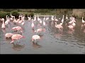 Chilean Flamingo Courtship Display Close Up And In With The Flock