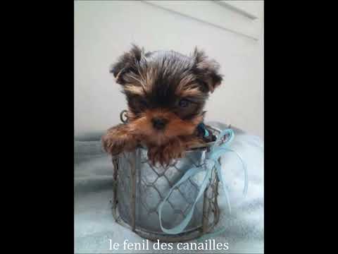 LE FENIL DES CANAILLES