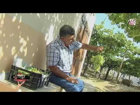 Uva de Ohanes, Almería