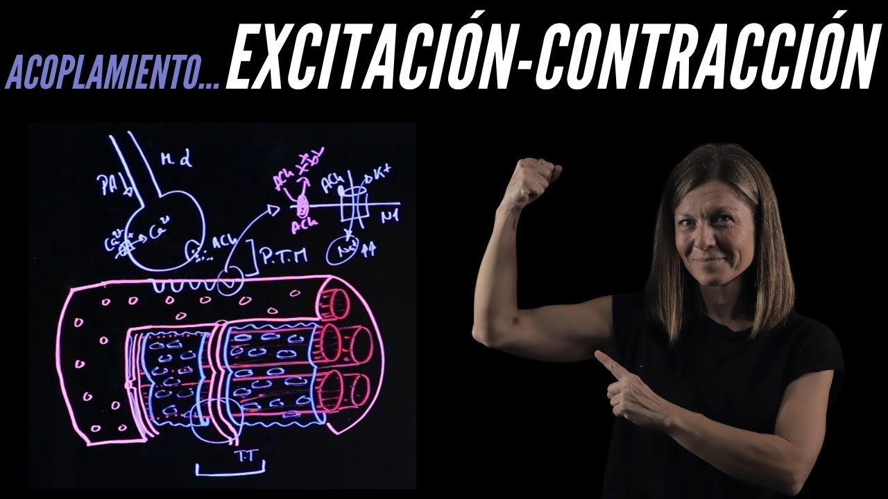 Acoplamiento excitación-contracción del músculo esquelético