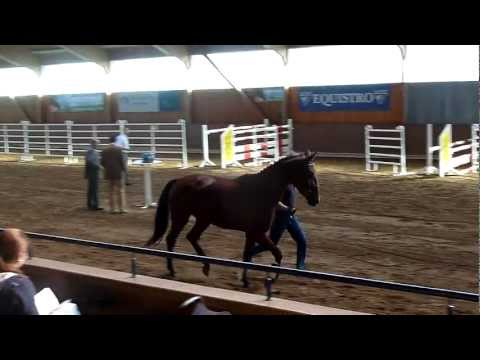 Stakkatostute aus Singular Joter