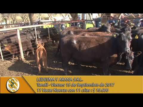 15-09-17 Venta de Vientres - Ledesma y Arana S.R.L. - Tandil.