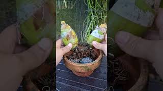 Download lagu masih bisa timbuh‼️jangan buang bulb anggrek Grammatophyllum jika masih seperti ini #orchid #tips mp3