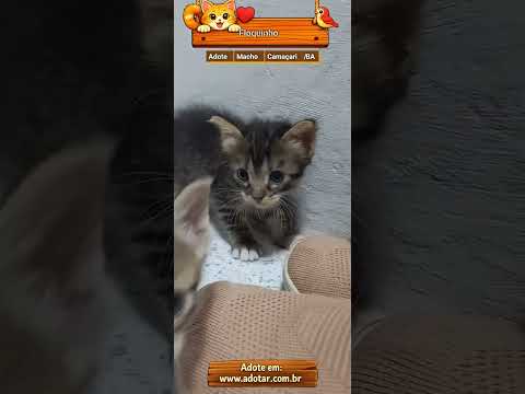 Vídeo de Floquinho