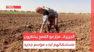الجزيرة.. مزارعو القمح ينتظرون مستحقاتهم لبدء موسم جديد