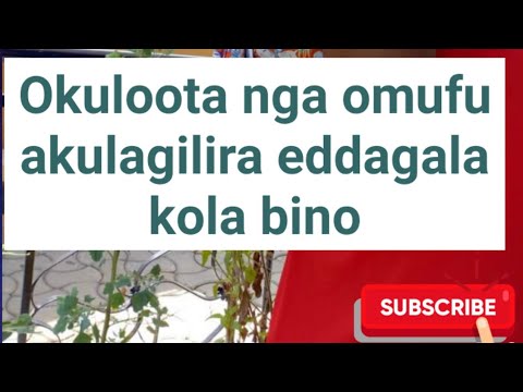 Okuloota omufu nga akulagilira eddagala kola bino