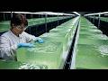 The Most Satisfying Job Ever Cutting Giant Wobbly Aloe Vera Gel Blocks