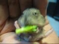 Un hamster si primul sau broccoli
