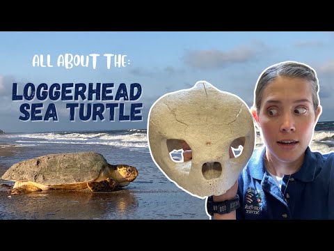 The LOGGERHEAD Sea Turtle | Size, Diet, Nesting