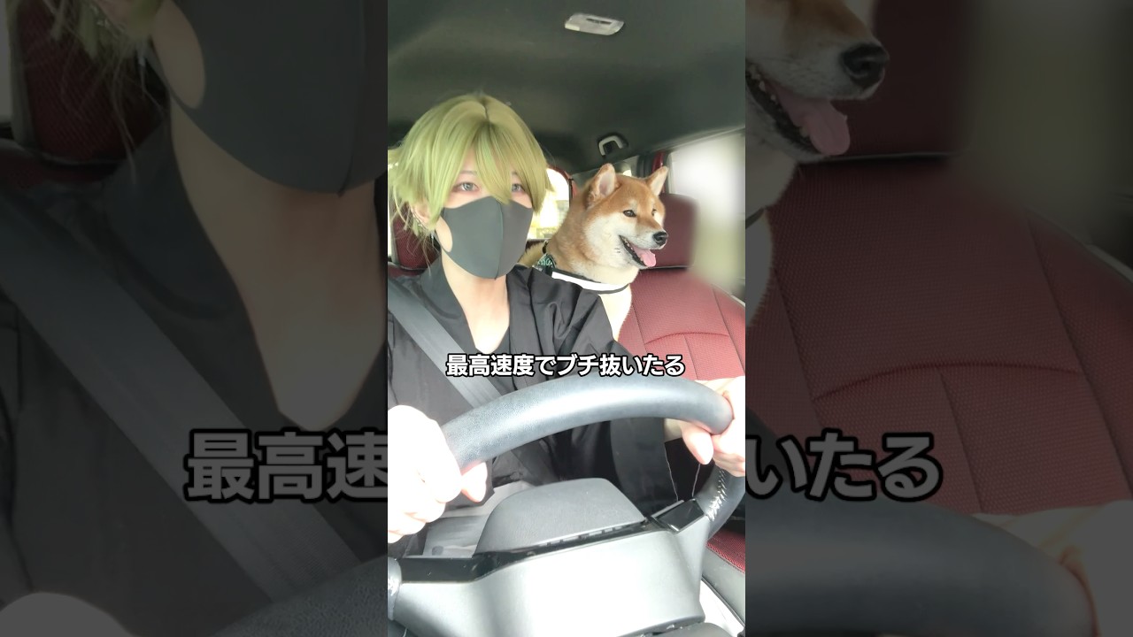 飼い主のメガネを壊す黙秘犬まるちゃん。#shorts