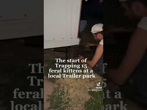 Help Us Provide Lifesaving TNR Support for Spicy Kittens