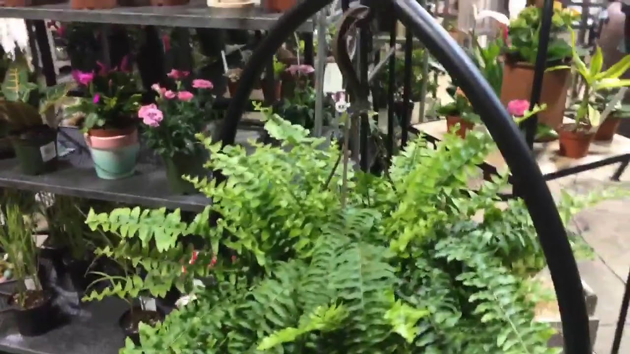 Garden Gallery New Houseplant Area