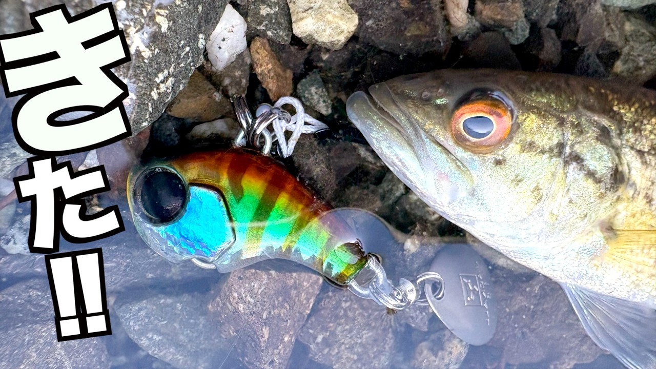 【バス釣り】2026年初バスが釣れたんだけどこの魚逆に釣るのむずぎるだろ笑！！