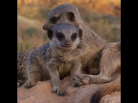 MEERKATS HUGGING ☆ MEERKAT MAGIC MOMENTS