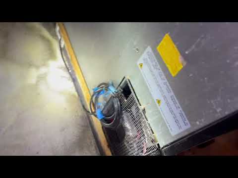 Cockroaches Partying Near the Bar in Seaside Heights, NJ