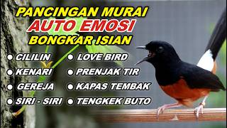 Download lagu 🔴 LIVE 44 - PANCINGAN MURAI BATU FULL ISIAN, NAIKKAN EMOSI MURAI BATU MALAS BUNYI AGAR GACOR mp3