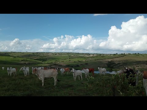 HOJE VIM NO SÍTIO ÁGUA BRANCA MUNICÍPIO DE JUPI-PE 09-03-2026