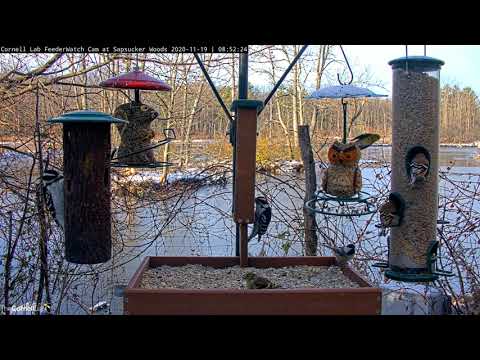 Hairy And Downy Woodpeckers Snack On Suet In Sapsucker Woods – Nov. 19, 2020
