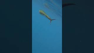 This Fish Changes Color Like a Chameleon