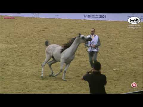 N 247 AREEB AL NASSER   Qatar National Arabian Horse Championship 2021   Yearling Colts Class 6A