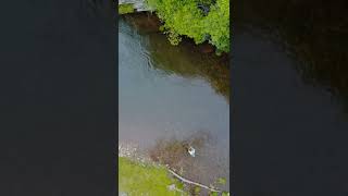 Massive Trout on the Fly | Bird’s Eye View