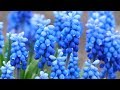 Peaceful Relaxing Instrumental Music, Meditation Inspirational Music "Flowers of Spring" Tim Janis