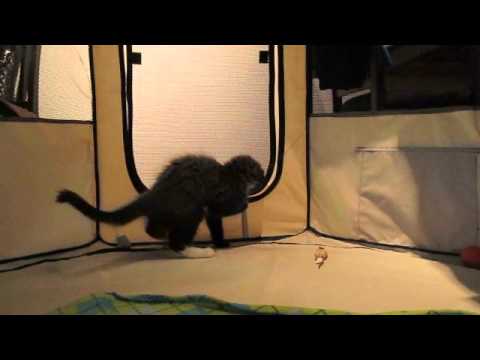 Ash vs Cat Dancer in the Octagon