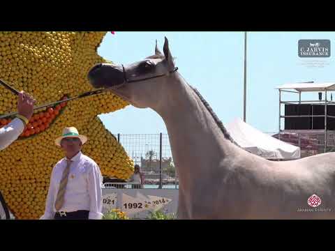 N 14 D TAHALEEL   Mediterranean and Arab Countries AHC   Menton 2023   Yearling Fillies Class 1B
