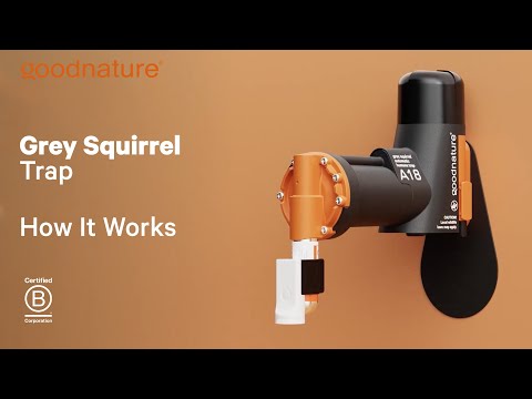 Goodnature A18 Grey Squirrel Trap - How It Works