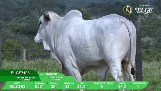 Vídeo ELGE7106
