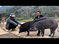 Selling black pigs and shopping for wild boars to celebrate Tet , vang hoa